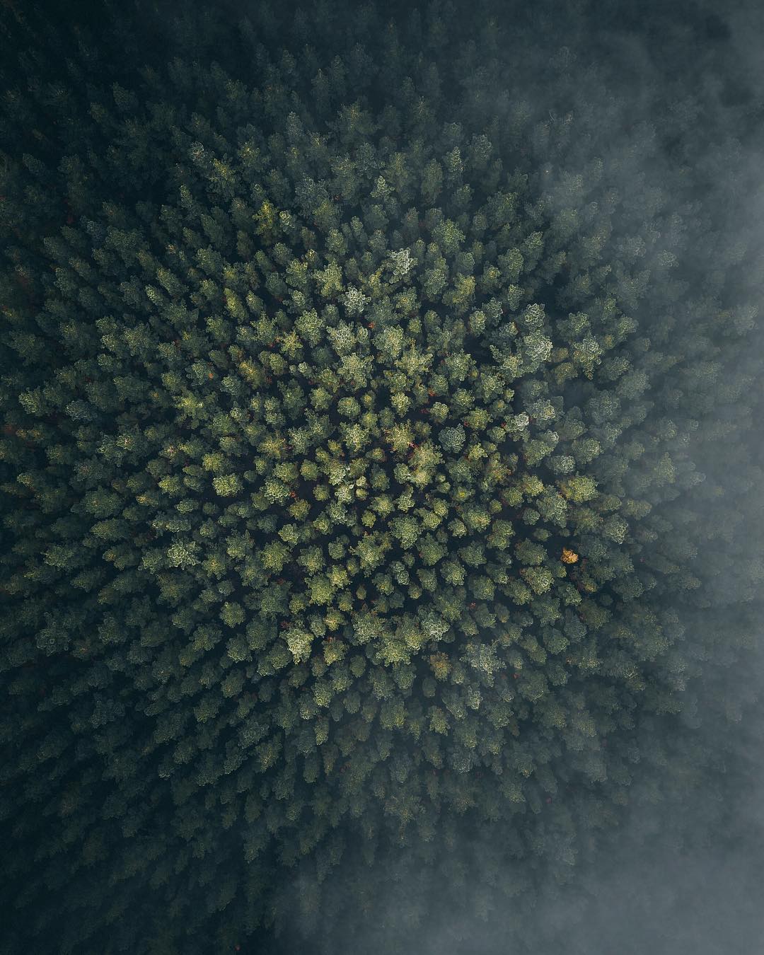 Nature View