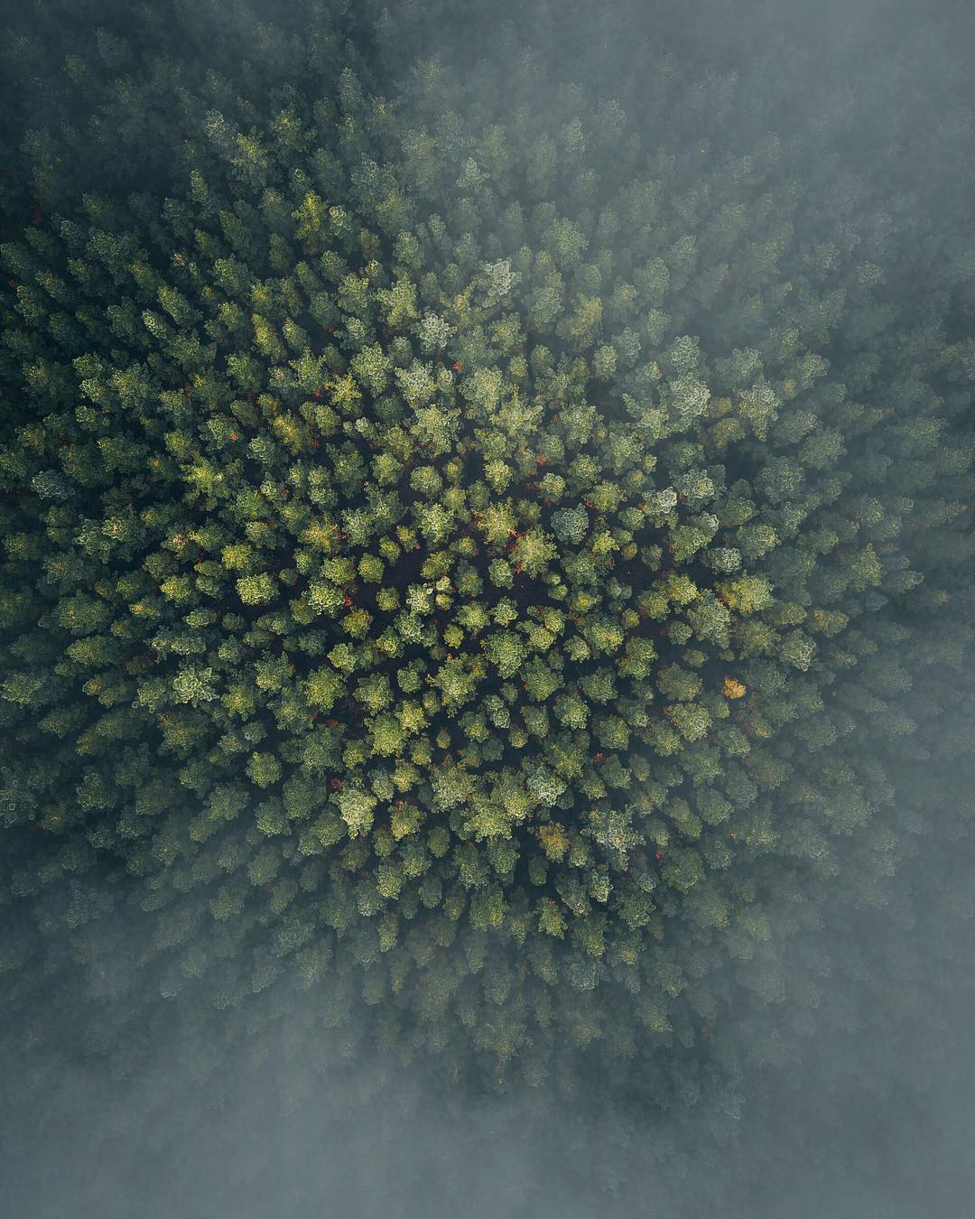 Nature View