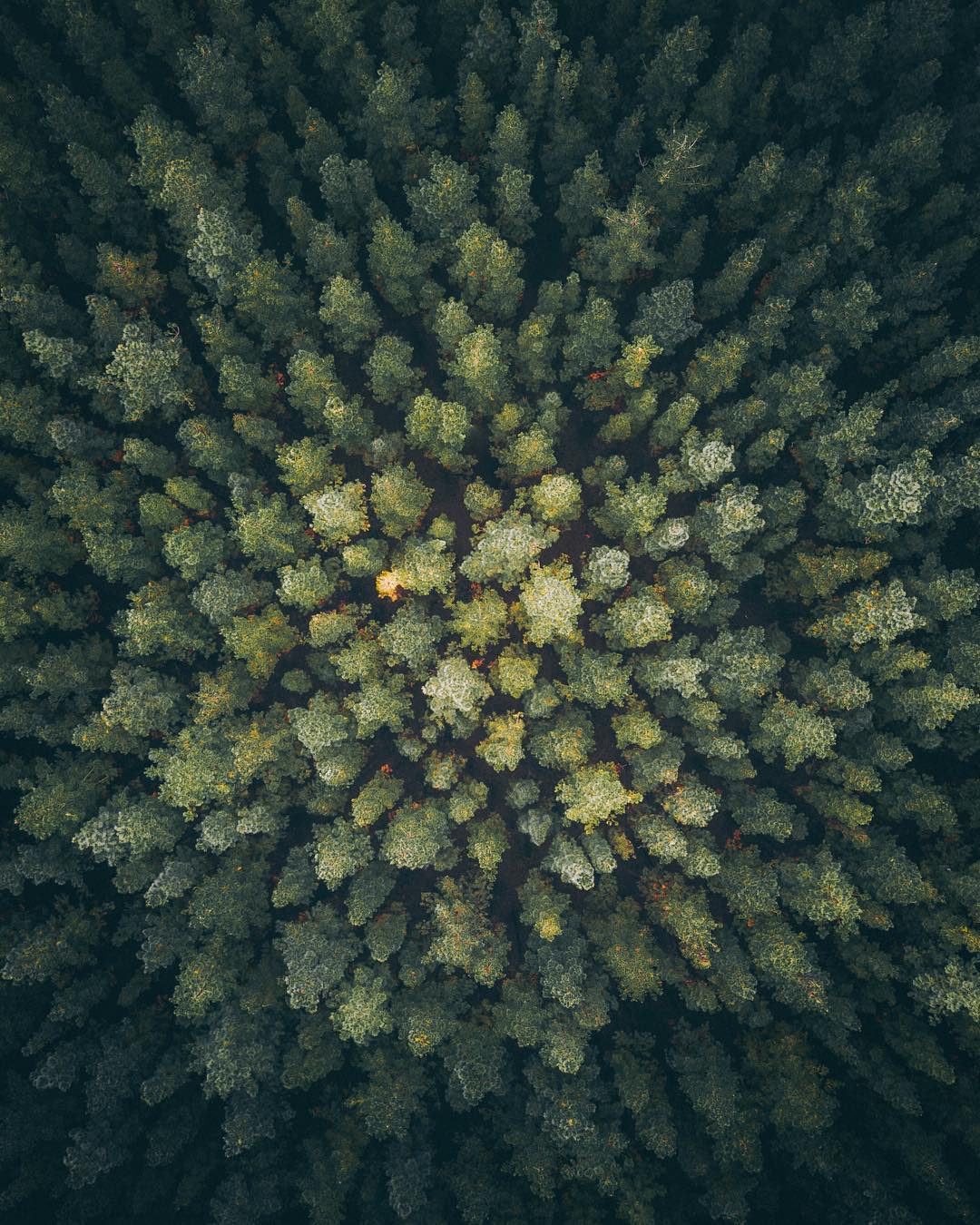 Nature View
